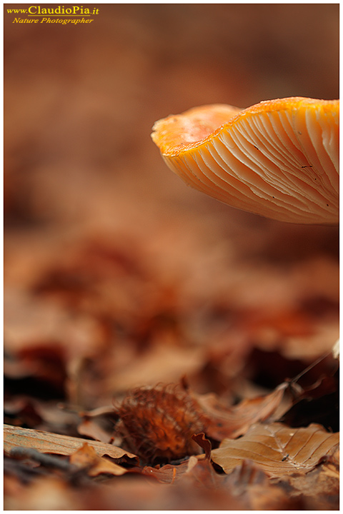 Funghi, toadstools, fungi, fungus, val d'Aveto, Nature photography, macrofotografia, fotografia naturalistica, close-up, mushrooms